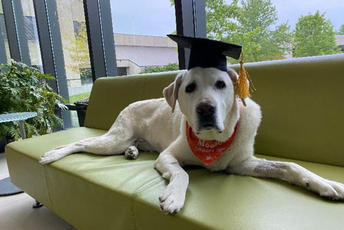 Chú chó 8 tuổi được trao bằng tiến sỹ tại Mỹ