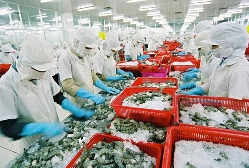 Doanh nghiệp lưu ý quy định mới khi xuất khẩu tôm vào Australia (Ảnh minh họa/Internet)