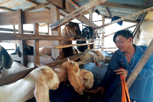 An Giang: Làm giàu từ dê nhốt chuồng