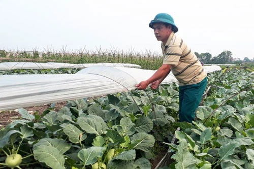 Gia đình anh Nguyễn Văn Tám ở thôn Yên Nhân (xã Tiền Phong, huyện Mê Linh) trồng su hào trái vụ cho thu nhập cao.