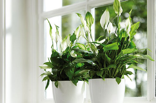 Những loại cây phong thủy có khả năng lọc không khí, hút sóng và bức xạ cực tốt