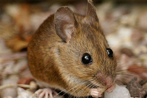 Tháng 4 Âm lịch nhuận, những con giáp này dễ gặp đại hạn, xui xẻo đủ đường, hãy hóa giải ngay kẻo hối không kịp