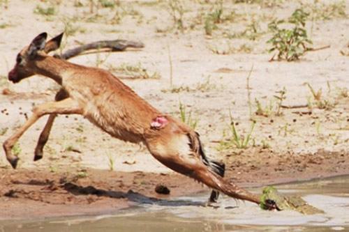 Ảnh động vật: Linh dương giành giật sự sống trước cá sấu