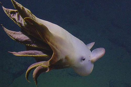 Phát hiện “bạch tuộc ma” ở độ sâu hơn 3.000 m dưới đại dương