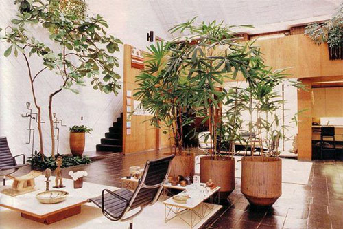 4 vị trí trong nhà nên đặt cây phong thủy để có thể tăng tài vượng lộc, xua đuổi vận đen