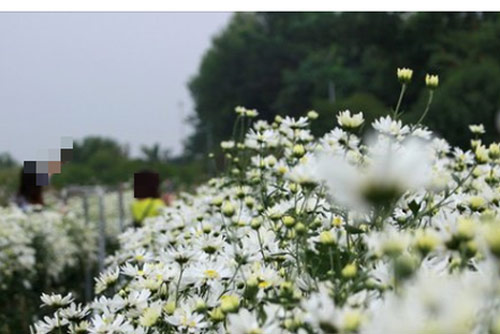 Bắt quả tang chồng đưa nhân tình đi chụp ảnh cúc họa mi, vợ có màn "dằn mặt" khiến cặp đôi "tái mặt"