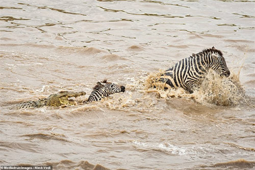 Bị đàn cá sấu vây, ngựa vằn tan xác trong "nháy mắt"