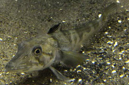 Bí ẩn loài cá có máu trong suốt