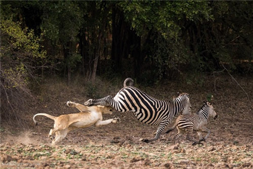 Ngựa vằn đá hậu, sư tử đau đớn mất trắng tất cả