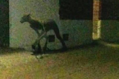 Argentina: Kinh hoàng quái vật "nửa người, nửa thú"