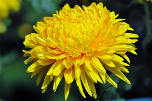 Đầu tháng cúng thần Tài cứ dâng những loại hoa "phú quý", có thể giúp gia chủ hút tiền bạc vào nhà, phúc lộc liên miên