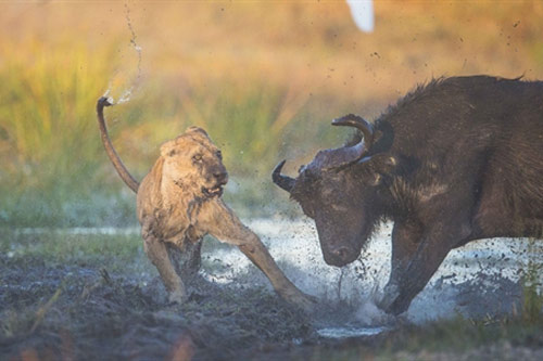 Cứu con, trâu rừng mẹ suýt đoạt mạng đôi sư tử