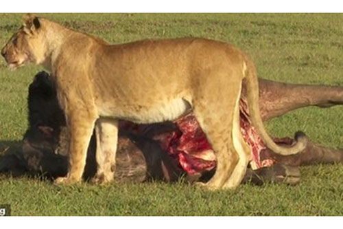 Đối đầu bầy linh cẩu, sư tử đơn độc nhận trái đắng