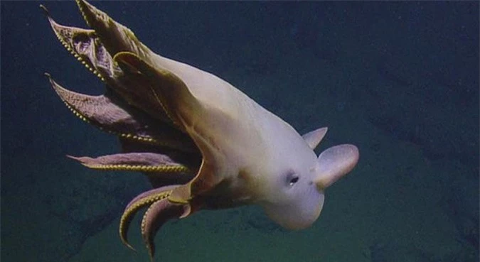 Phát hiện “bạch tuộc ma” ở độ sâu hơn 3.000 m dưới đại dương - Ảnh 1.