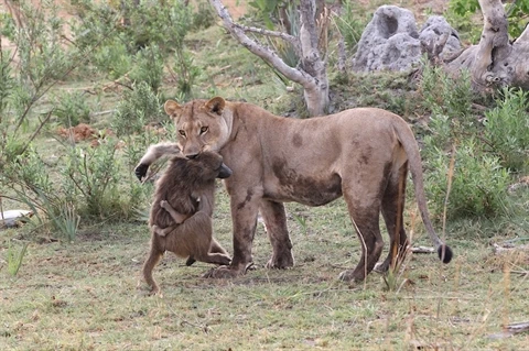 Khỉ đầu chó mẹ bị giết sau một cuộc phục kích khỏi bầy sư tử