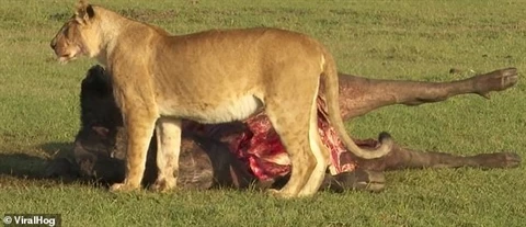 Sư tử đơn độc đang thưởng thức bữa ăn thì nhận thấy nguy hiểm tới gần