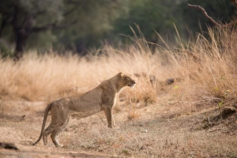 Sư tử chăm chú tìm con mồi trong chuyến đi săn của mình