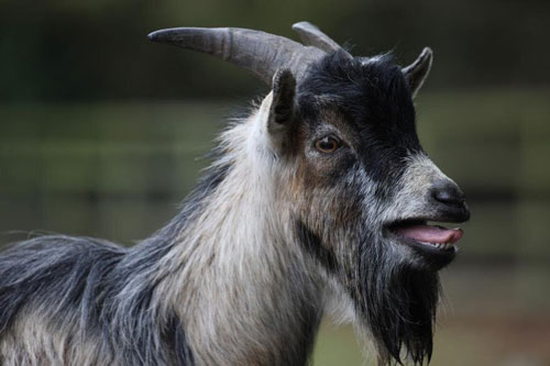 Được 'trời ban phúc', 3 con giáp này dễ giàu có bất ngờ, đếm tiền mỏi tay trong 15 ngày đầu tháng 4 nhuận Âm lịch