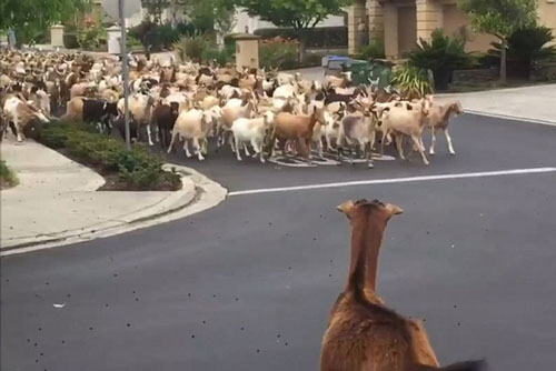 200 con dê 'tấn công' khu dân cư ở San Jose