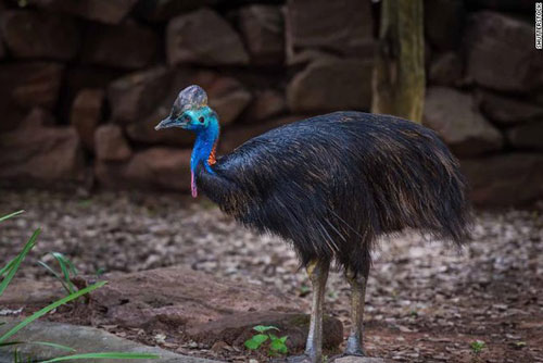 Phát hiện mới về loài chim nguy hiểm nhất thế giới có móng sắc như dao