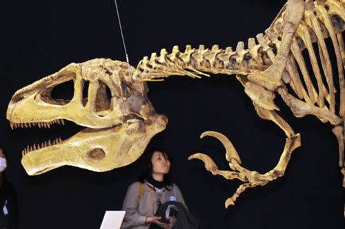 Tìm thấy hóa thạch cực hiếm của “siêu khủng long” khổng lồ