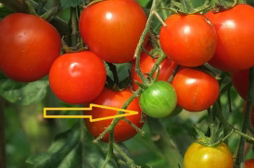 Những bộ phận rau củ cực độc, nguy hiểm tính mạng, chớ dại ăn thử