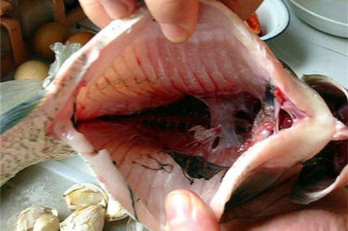 Trước khi kho cá nếu không làm sạch 3 bộ phận sau thì chế biến kiểu gì món ăn cũng tanh vô cùng