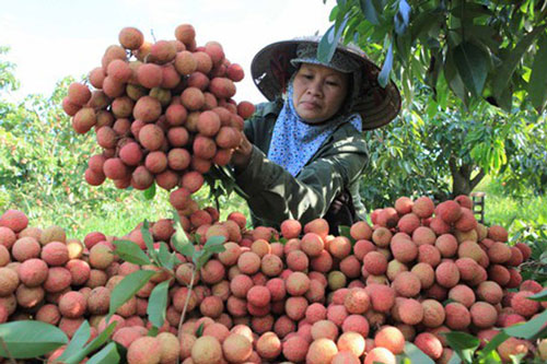 Vải thiều Hải Dương dự báo được mùa, được giá