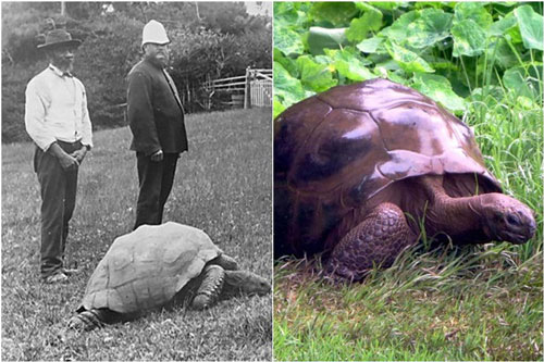 C&#x1EE5; r&#xF9;a kh&#x1ED5;ng l&#x1ED3; s&#x1ED1;ng qua 3 th&#x1EBF; k&#x1EF7;, ch&#x1EE9;ng ki&#x1EBF;n nhi&#x1EC1;u s&#x1EF1; ki&#x1EC7;n quan tr&#x1ECD;ng c&#x1EE7;a th&#x1EBF; gi&#x1EDB;i v&#xE0; &#x111;&#x1EBF;n gi&#x1EDD; v&#x1EAB;n &#x27;ung dung h&#x1B0;&#x1EDF;ng th&#xE1;i b&#xEC;nh&#x27;