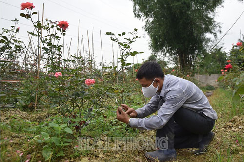 Hải Phòng: Làm giàu từ trồng hoa hồng cổ