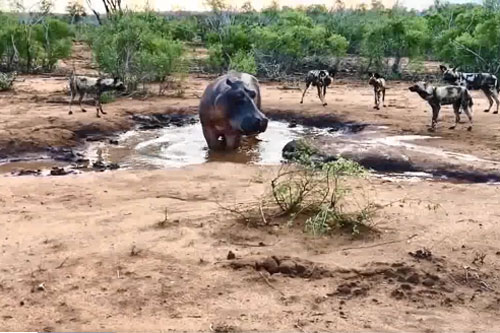 CLIP: Đàn chó hoang tấn công hà mã