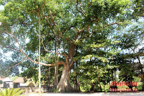 Chiêm ngưỡng những cây cổ thụ hàng trăm năm tuổi ở đình Dương Liễu