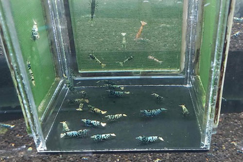 Nhìn qua tưởng tép sông, ai ngờ hàng hiếm giá tiền triệu một con