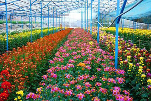 Vườn hoa Đà Lạt đón khách về đêm