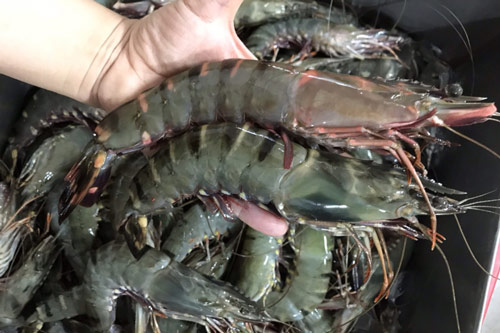 2 bộ phận cực độc của con tôm, nhiều người tưởng bổ vẫn vô tư ăn