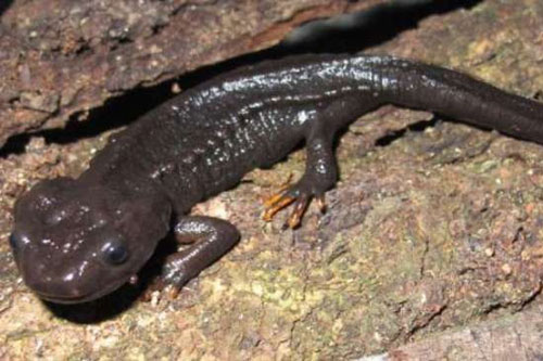 Loài sa giông cá sấu mới siêu dễ thương được phát hiện ở Việt Nam