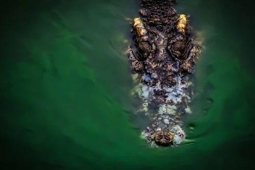 Một con cá sấu nước mặn dài 4 m ăn thịt người đã bị bắt và giết ở Indonesia. Ảnh: Shutterstock.
