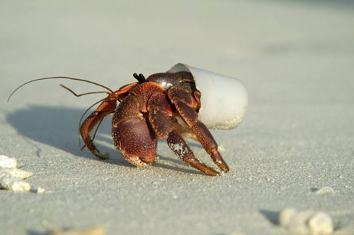 Chai làm bằng nguyên liệu từ thực vật sẽ chấm dứt rác thải nhựa?