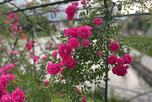 Thung lũng hoa hồng lớn nhất Việt Nam ở Sa Pa