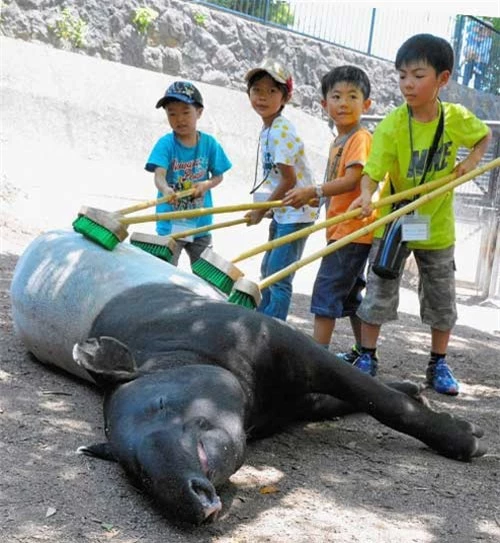 Ảnh đẹp: Săn nhím, báo gấm gặp họa - 7