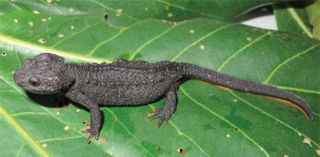Loài sa giông cá sấu mới siêu dễ thương được phát hiện ở Việt Nam - 3