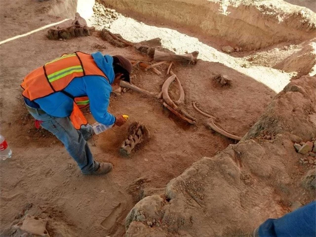 Tìm thấy xương của hàng chục con voi ma mút khổng lồ ở Mexico - 1