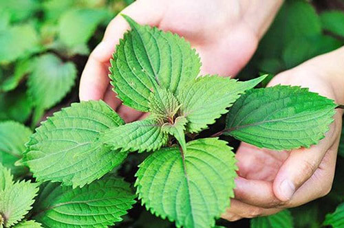 Lá tía tô "rẻ bèo" lại có công dụng trị mụn, trị nám, chị em nhất định phải biết