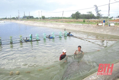 Một góc khu nuôi tôm thẻ chân trắng tại xã Minh Lộc.