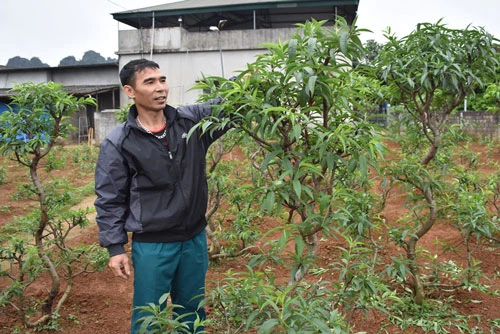 Nghề trồng đào cảnh phù hợp thị trường cho anh Nguyễn Văn Năm, thị trấn Mãn Đức (Tân Lạc) thu nhập hàng chục triệu đồng mỗi năm.