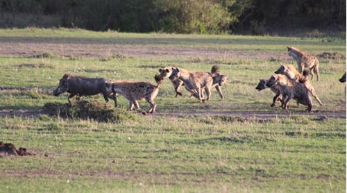 Lợn rừng một mình 'tử chiến' với bầy linh cẩu: Kết 'sốc'