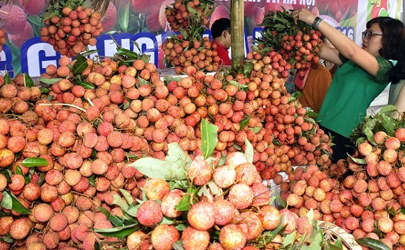 Hội nghị tiêu thụ vải thiều quy mô quốc tế sắp diễn ra tại Bắc Giang