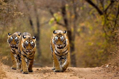 Dự đoán tử vi tuần mới 25/05 - 31/05/2020 cho 12 con giáp: Tuổi Sửu cần đề phòng tiểu nhân, tuổi Dần dễ thoát ế