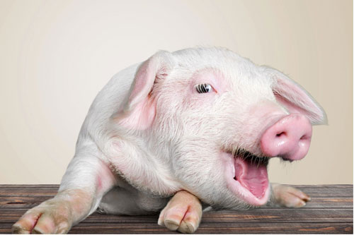 Top 4 con giáp nữ dễ đổi vận sau khi lấy chồng, tiền bạc đầy két, hạnh phúc viên mãn