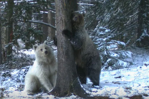Phát hiện gấu xám trắng cực kỳ hiếm tại Canada
